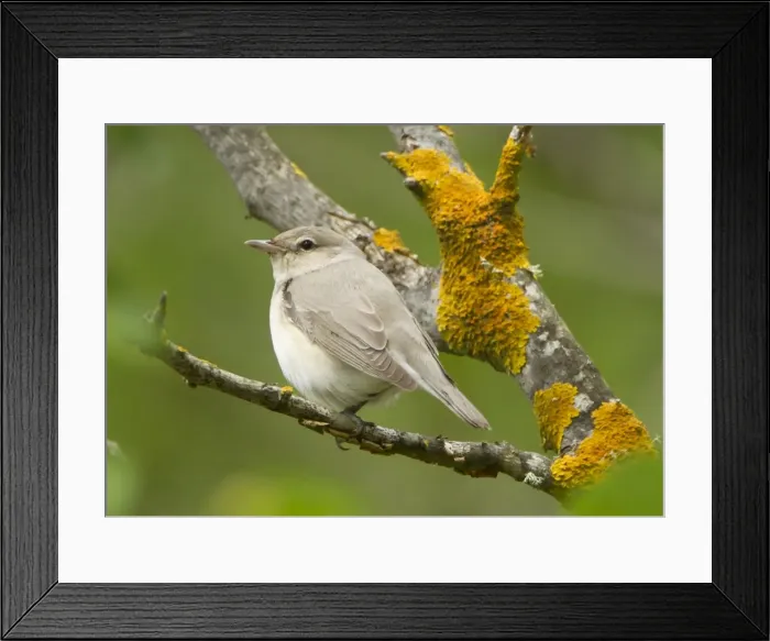 Framed Print : Picture No. 10893733 Framed Print : Picture No. 10893733