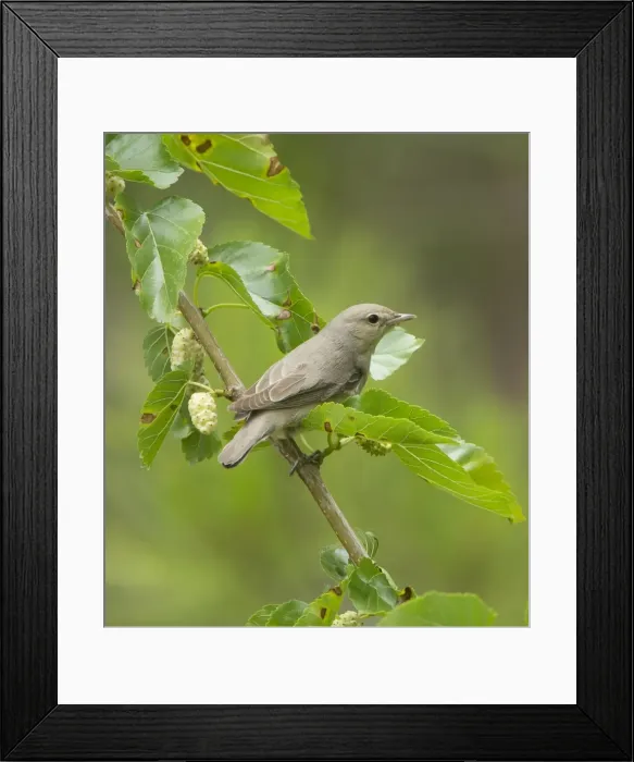 Framed Print : Picture No. 10893732 Framed Print : Picture No. 10893732