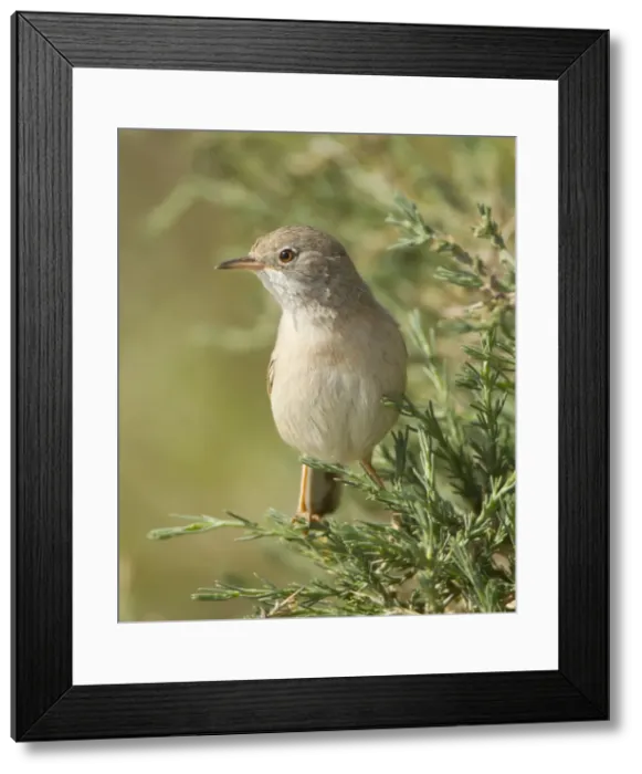 Framed Print : Picture No. 10893729 Framed Print : Picture No. 10893729