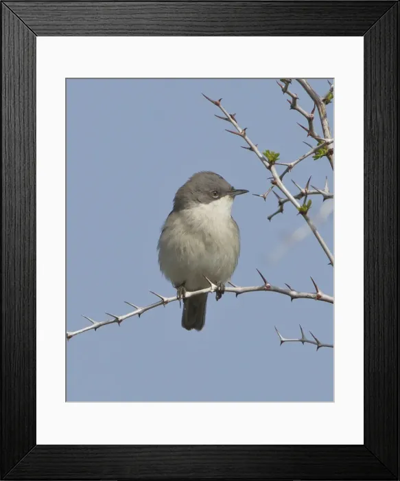 Framed Print : Picture No. 10893734 Framed Print : Picture No. 10893734