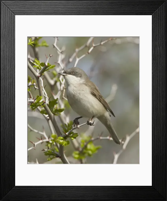 Framed Print : Picture No. 10893736 Framed Print : Picture No. 10893736