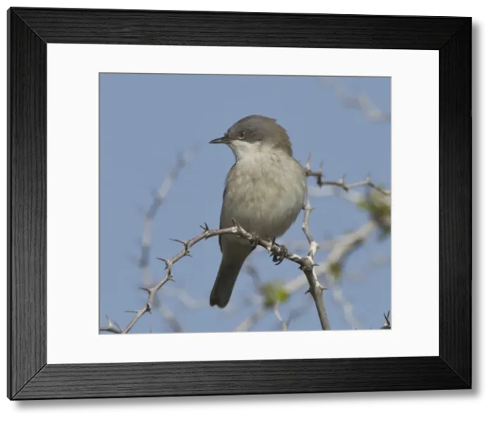 Framed Print : Picture No. 10893735 Framed Print : Picture No. 10893735