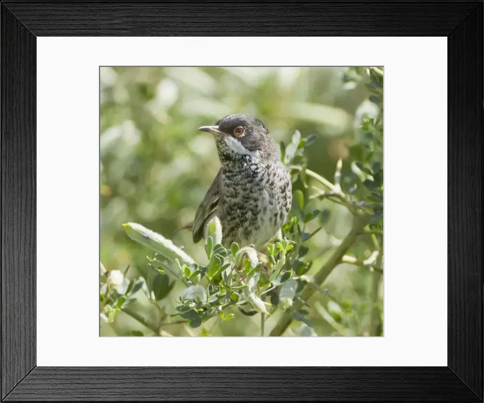 Framed Print : Picture No. 10893737 Framed Print : Picture No. 10893737