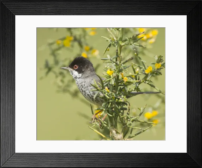 Framed Print : Picture No. 10893738 Framed Print : Picture No. 10893738