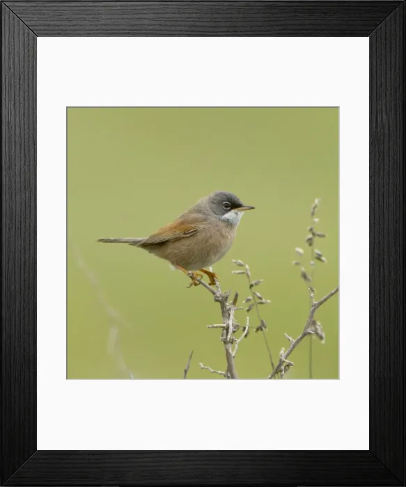 Framed Print : Picture No. 10893739