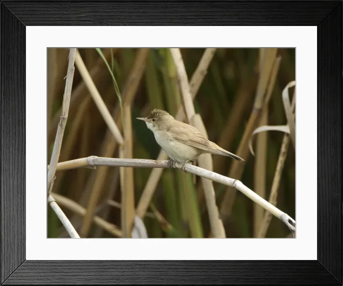 Framed Print : Picture No. 10893740 Framed Print : Picture No. 10893740