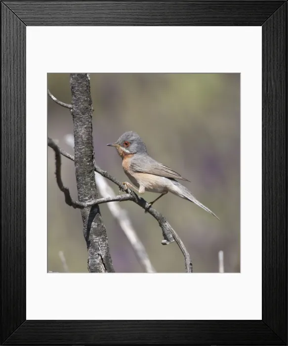 Framed Print : Picture No. 10893743 Framed Print : Picture No. 10893743