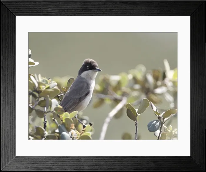 Framed Print : Picture No. 10893744 Framed Print : Picture No. 10893744