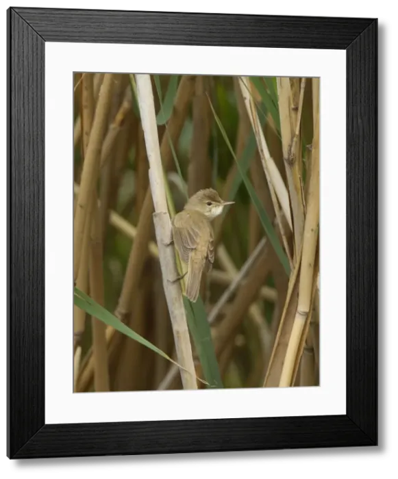 Framed Print : Picture No. 10893741 Framed Print : Picture No. 10893741