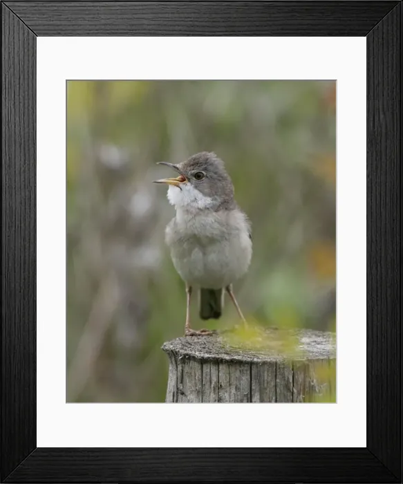 Framed Print : Picture No. 10893746 Framed Print : Picture No. 10893746