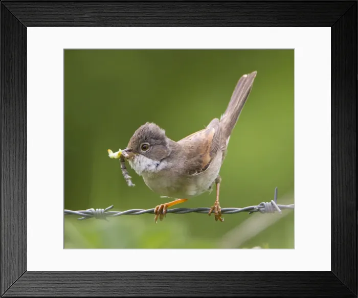Framed Print : Picture No. 10893747 Framed Print : Picture No. 10893747