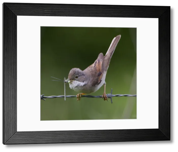 Framed Print : Picture No. 10893748 Framed Print : Picture No. 10893748