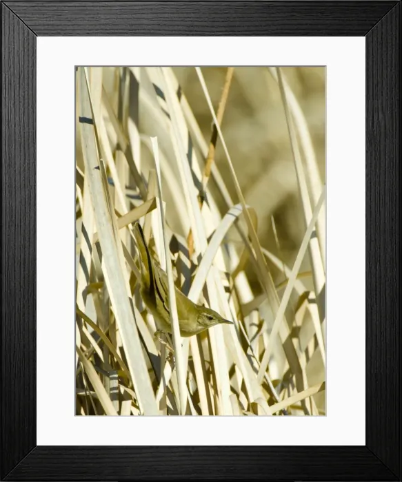 Framed Print : Picture No. 10893742 Framed Print : Picture No. 10893742