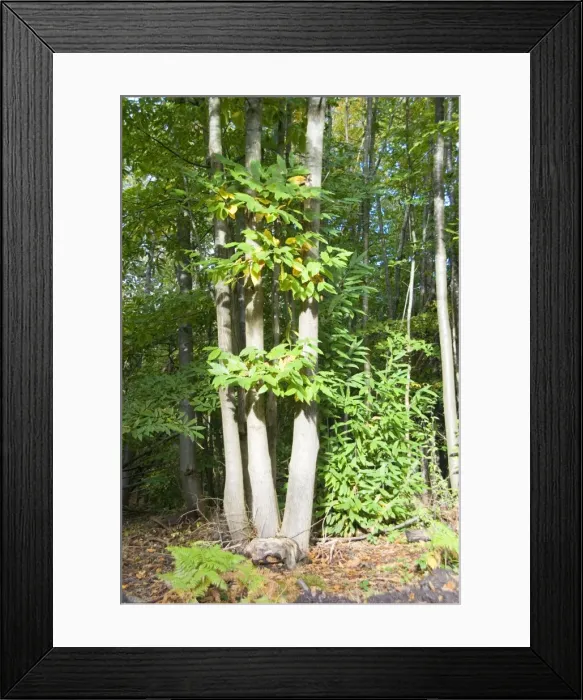 Framed Print : Picture No. 10893758 Framed Print : Picture No. 10893758