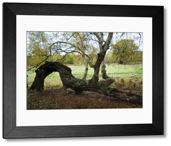 Framed Print : Picture No. 10893760 Framed Print : Picture No. 10893760