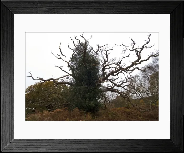Framed Print : Picture No. 10893759 Framed Print : Picture No. 10893759