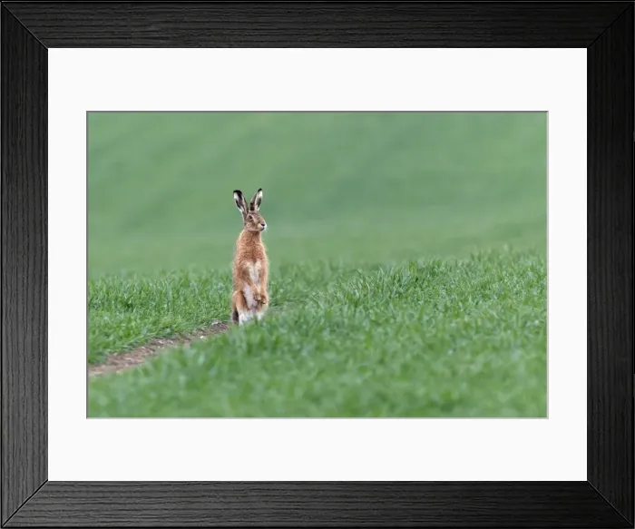 Framed Print : Picture No. 10893815 Framed Print : Picture No. 10893815