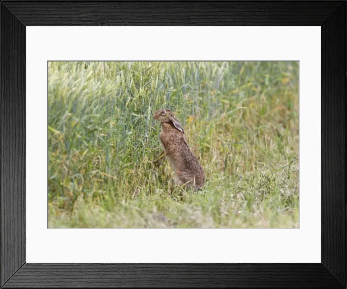 Framed Print : Picture No. 10893816 Framed Print : Picture No. 10893816
