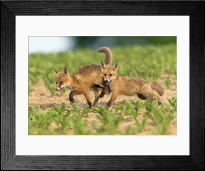 Framed Print : Picture No. 10893811