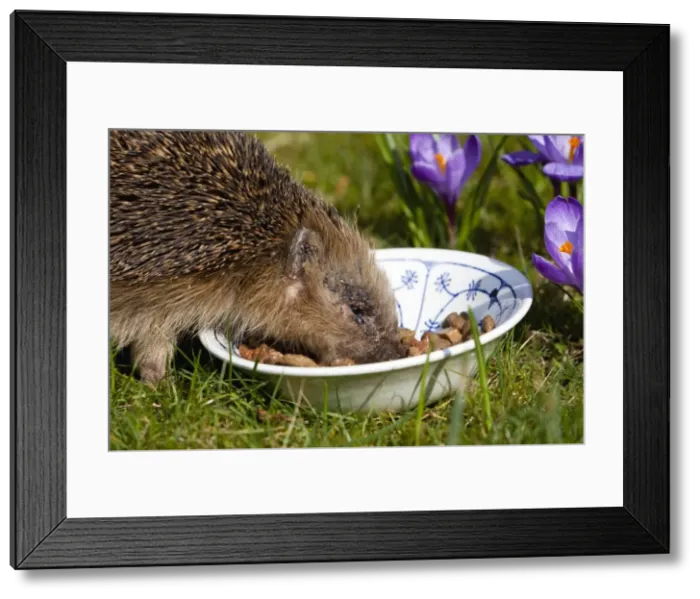 Framed Print : Picture No. 10893819 Framed Print : Picture No. 10893819
