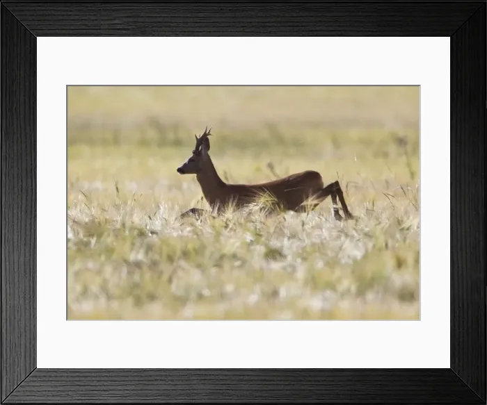 Framed Print : Picture No. 10893821 Framed Print : Picture No. 10893821