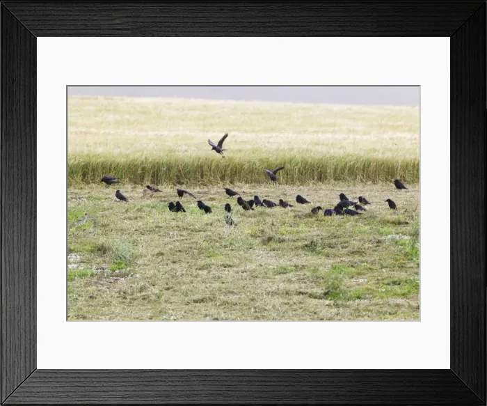 Framed Print : Picture No. 10893817 Framed Print : Picture No. 10893817