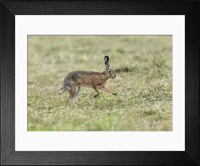 Framed Print : Picture No. 10893818 Framed Print : Picture No. 10893818