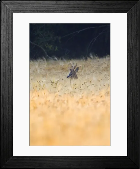Framed Print : Picture No. 10893823