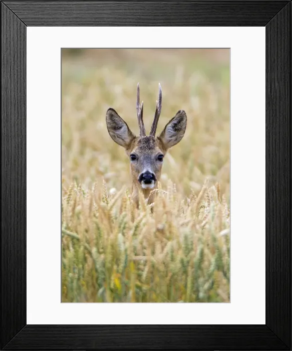 Framed Print : Picture No. 10893826 Framed Print : Picture No. 10893826