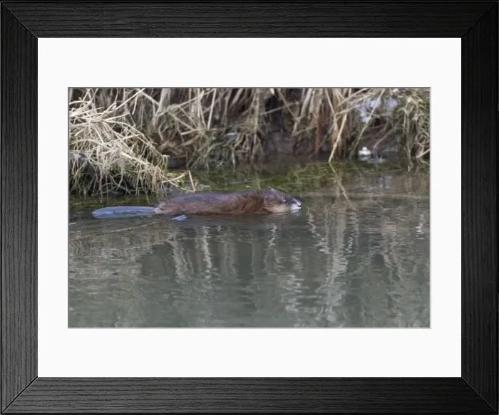 Framed Print : Picture No. 10893820 Framed Print : Picture No. 10893820