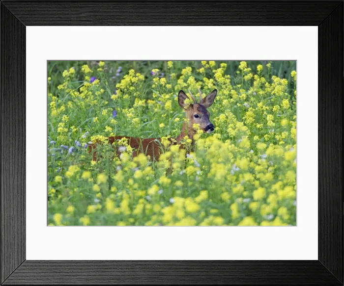 Framed Print : Picture No. 10893824 Framed Print : Picture No. 10893824