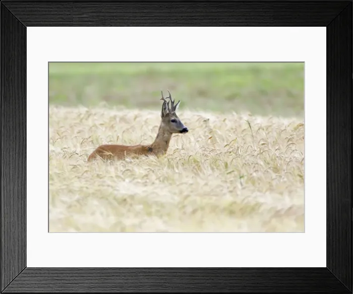 Framed Print : Picture No. 10893827 Framed Print : Picture No. 10893827
