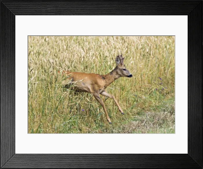 Framed Print : Picture No. 10893828 Framed Print : Picture No. 10893828