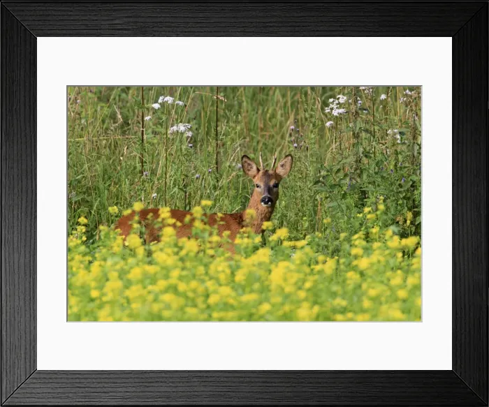 Framed Print : Picture No. 10893822 Framed Print : Picture No. 10893822