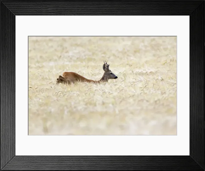 Framed Print : Picture No. 10893825 Framed Print : Picture No. 10893825