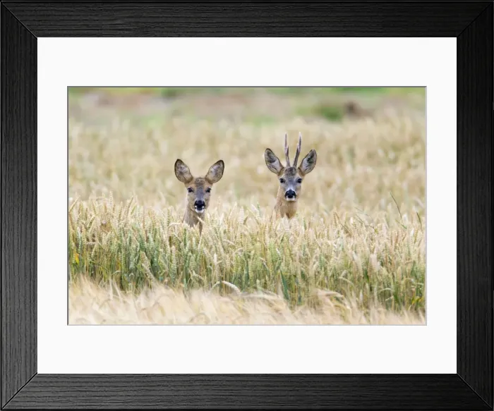 Framed Print : Picture No. 10893830 Framed Print : Picture No. 10893830