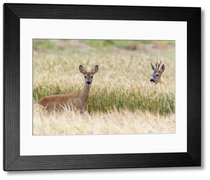 Framed Print : Picture No. 10893829 Framed Print : Picture No. 10893829