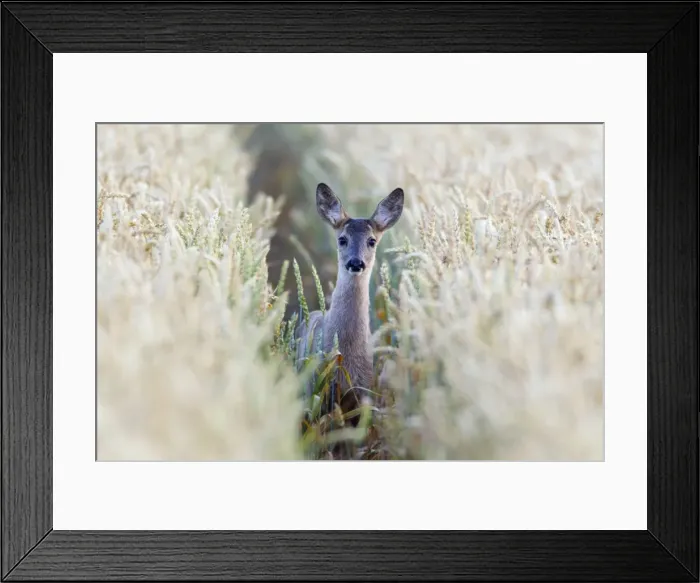Framed Print : Picture No. 10893832 Framed Print : Picture No. 10893832