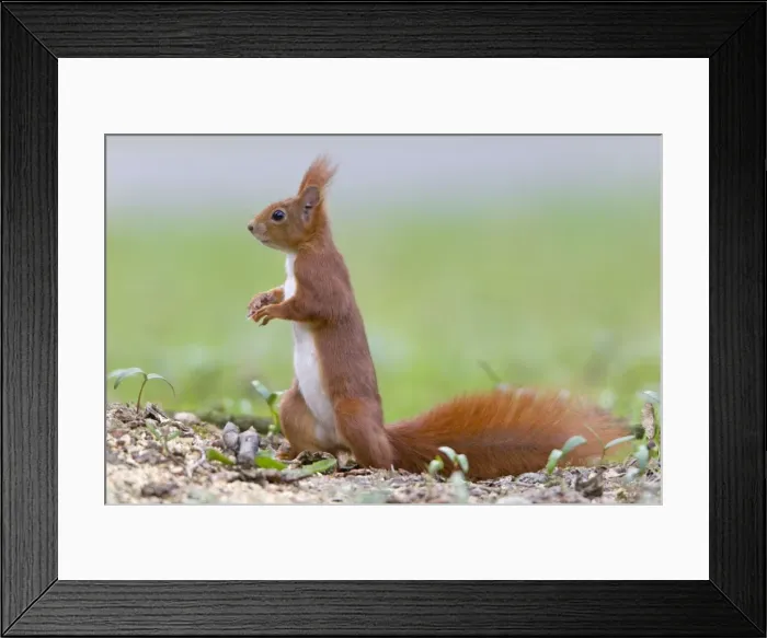 Framed Print : Picture No. 10893836 Framed Print : Picture No. 10893836
