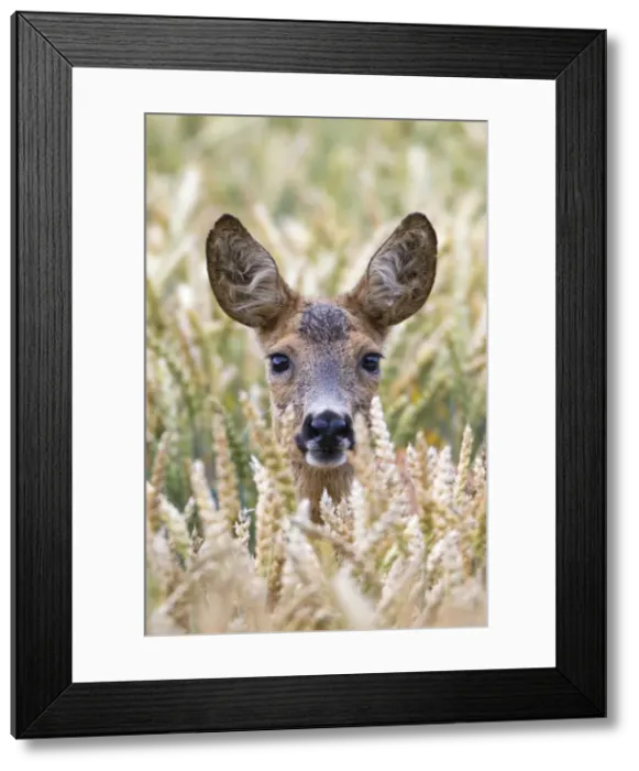 Framed Print : Picture No. 10893835 Framed Print : Picture No. 10893835
