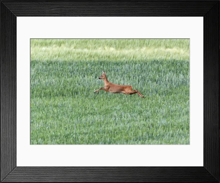 Framed Print : Picture No. 10893833 Framed Print : Picture No. 10893833