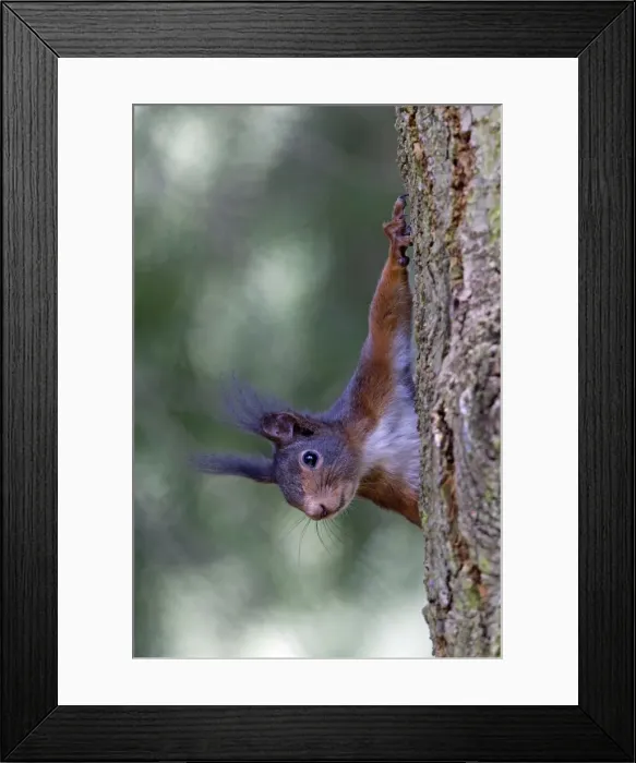 Framed Print : Picture No. 10893838 Framed Print : Picture No. 10893838