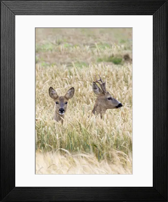 Framed Print : Picture No. 10893831 Framed Print : Picture No. 10893831