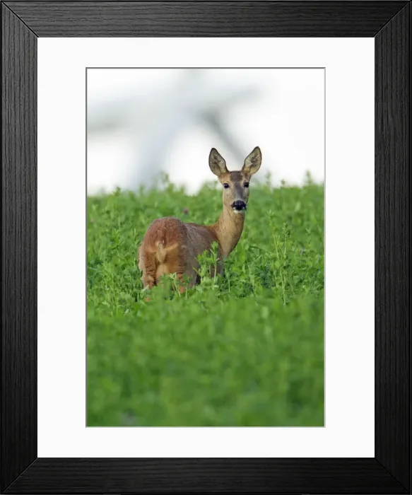 Framed Print : Picture No. 10893834 Framed Print : Picture No. 10893834
