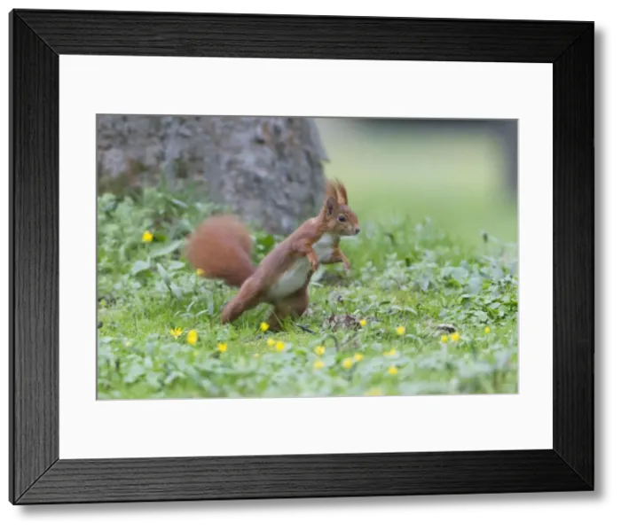 Framed Print : Picture No. 10893837 Framed Print : Picture No. 10893837