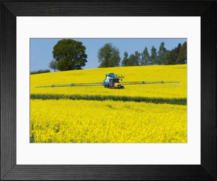 Framed Print : Picture No. 10893850 Framed Print : Picture No. 10893850