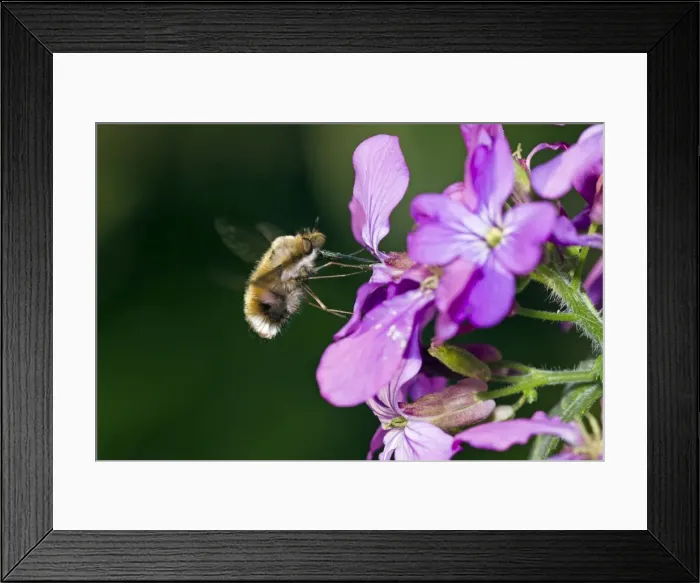 Framed Print : Picture No. 10893854 Framed Print : Picture No. 10893854