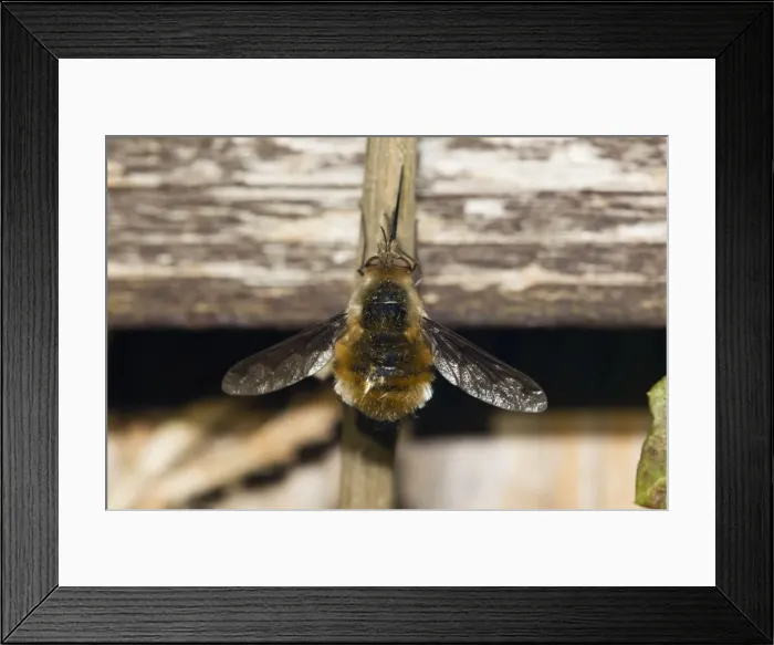 Framed Print : Picture No. 10893855 Framed Print : Picture No. 10893855
