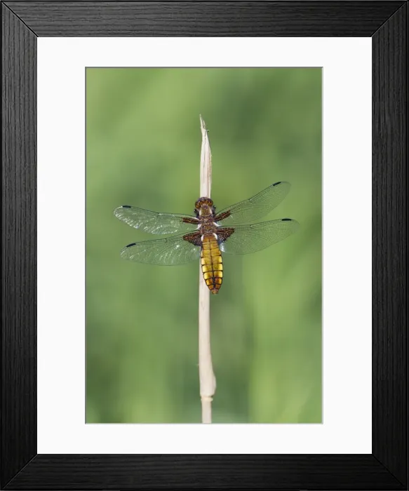 Framed Print : Picture No. 10893856 Framed Print : Picture No. 10893856