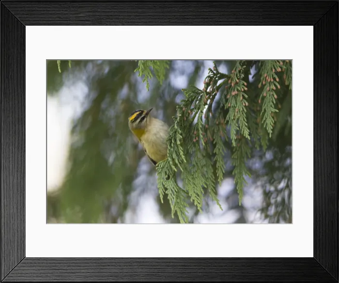 Framed Print : Picture No. 10893913 Framed Print : Picture No. 10893913